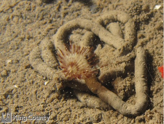 Photo of Serpula columbiana
